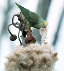 Brotogeris sanctithomae