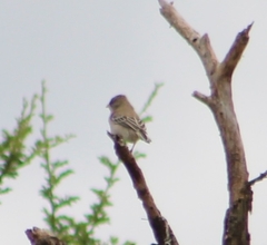 Sporopipes squamifrons