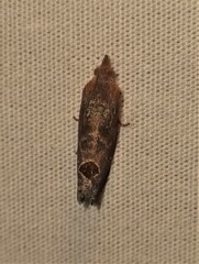 Cryptophlebia ombrodelta
