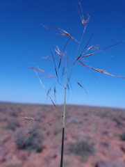 Aristida diffusa
