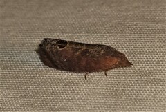 Cryptophlebia ombrodelta