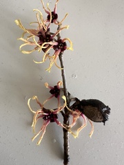 Hamamelis mollis