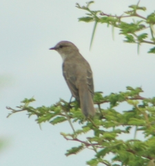 Bradornis mariquensis