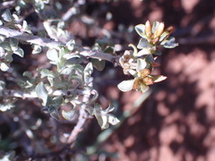 Pteronia glauca