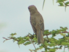 Bradornis mariquensis