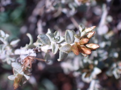 Pteronia glauca