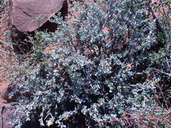Macledium spinosum