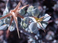 Macledium spinosum