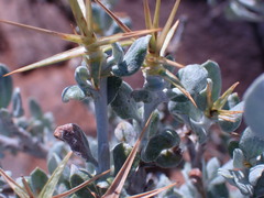 Macledium spinosum