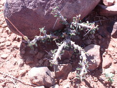 Monsonia salmoniflora
