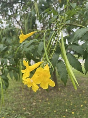 Tecoma