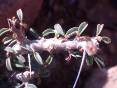 Monsonia salmoniflora
