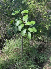 Cupaniopsis