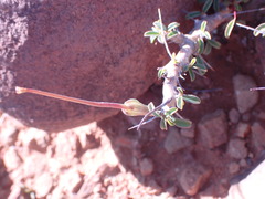 Monsonia salmoniflora
