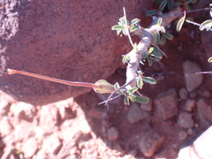Monsonia salmoniflora