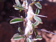 Monsonia salmoniflora