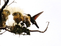 Saucerottia
