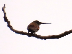 Saucerottia