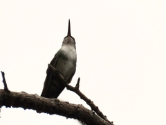 Saucerottia cyanocephala