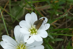 Adelidae