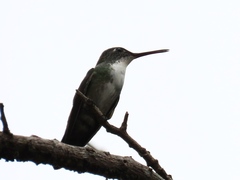 Saucerottia cyanocephala