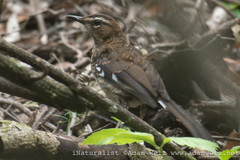 Cercotrichas signata