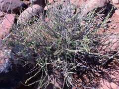 Eriocephalus ericoides