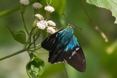 Astraptes