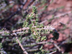 Eriocephalus ericoides