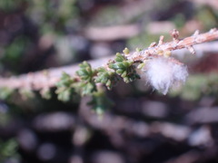 Eriocephalus ericoides