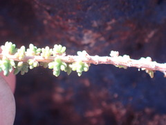 Eriocephalus ericoides