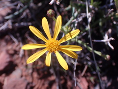 Osteospermum sinuatum