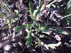 Osteospermum sinuatum