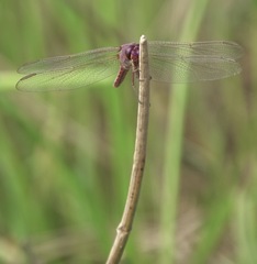 Orthemis ferruginea