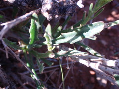 Osteospermum sinuatum