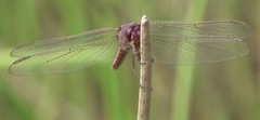 Orthemis ferruginea