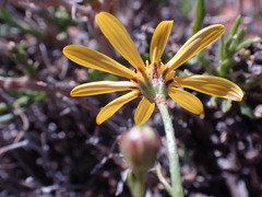 Osteospermum sinuatum