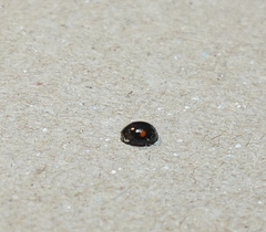 Chilocorus stigma