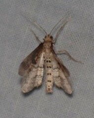 Orthonama evansi