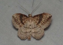 Orthonama evansi