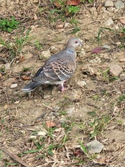 Streptopelia orientalis