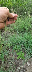 Themeda triandra