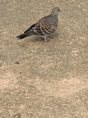 Streptopelia orientalis