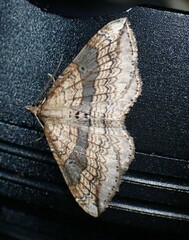 Orthonama evansi