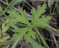 Anemone cylindrica