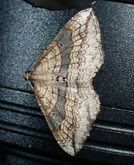 Orthonama evansi
