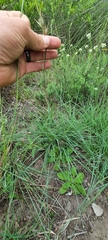 Themeda triandra