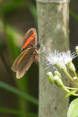 Heliconius erato hydara
