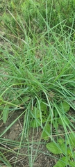 Themeda triandra