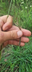 Themeda triandra